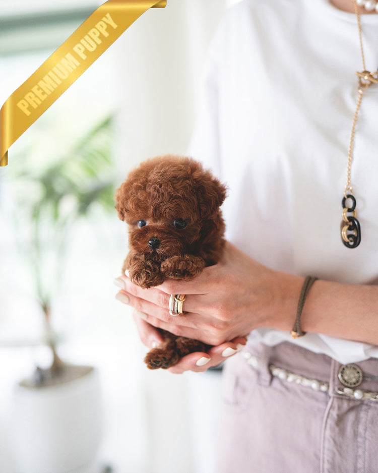 ZIGGY - MALE (PURCHASED by MAKAREM) - ROLLYPUPS OFFICIAL