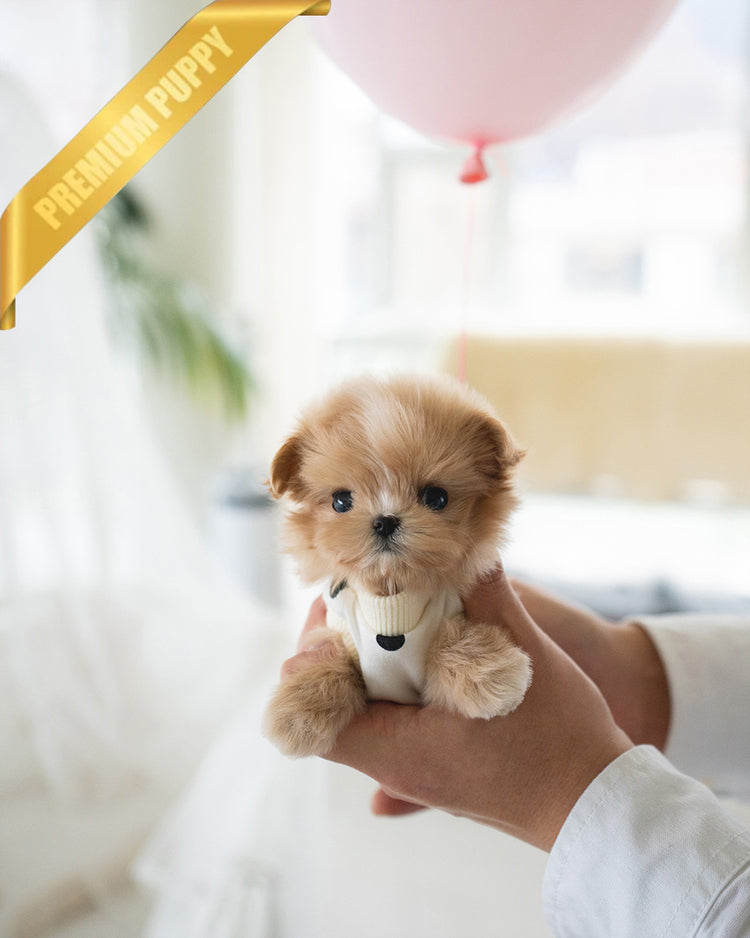 TOFFEE - FEMALE (PURCHASED by ALIREZA) - ROLLY TEACUP PUPPIES -