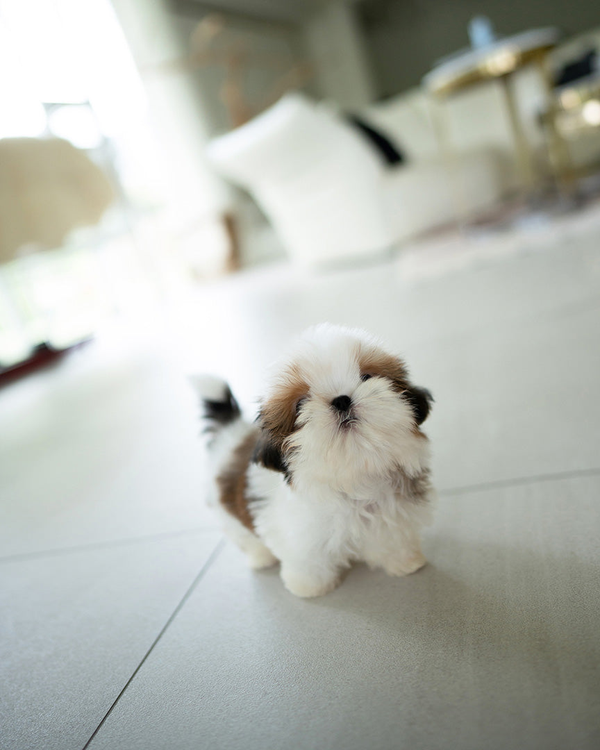 TOBY - MALE (PURCHASED by SWAN) - ROLLY TEACUP PUPPIES - TEACUP PUPPY FOR SALE