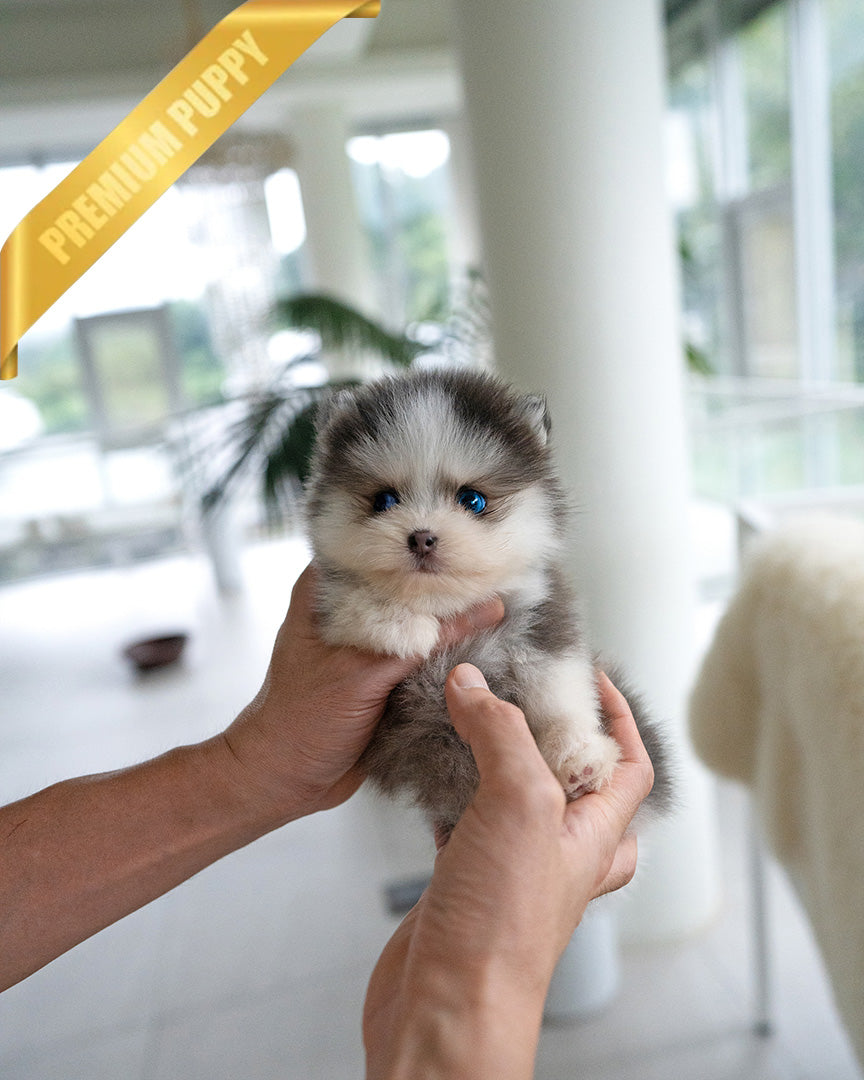 MILO - MALE (RESERVED by MARILYN) - ROLLYPUPS OFFICIAL