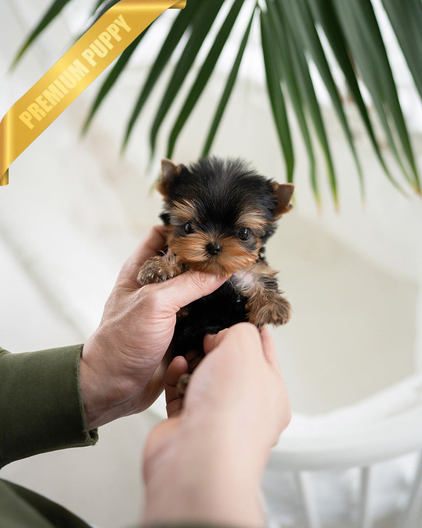 JAKE - MALE - ROLLY TEACUP PUPPIES -