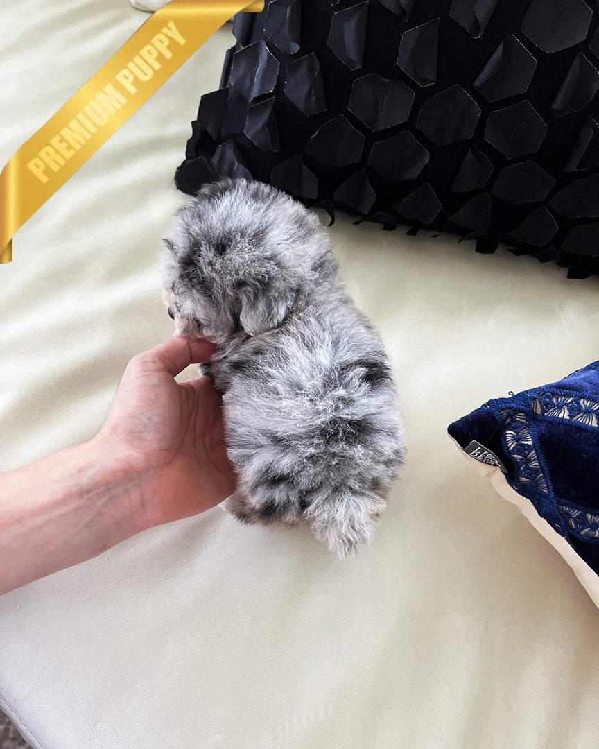 SELENE - FEMALE - ROLLY TEACUP PUPPIES - TEACUP PUPPY FOR SALE