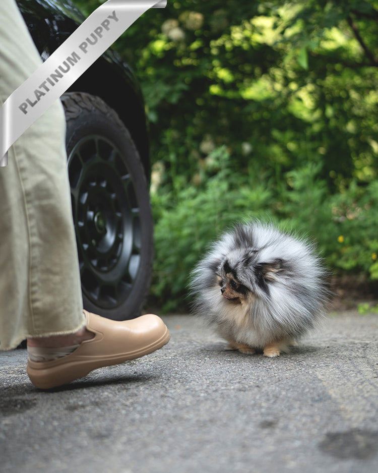 MARBLE - MALE (PURCHASED by JUNG) - ROLLY TEACUP PUPPIES - TEACUP PUPPY FOR SALE