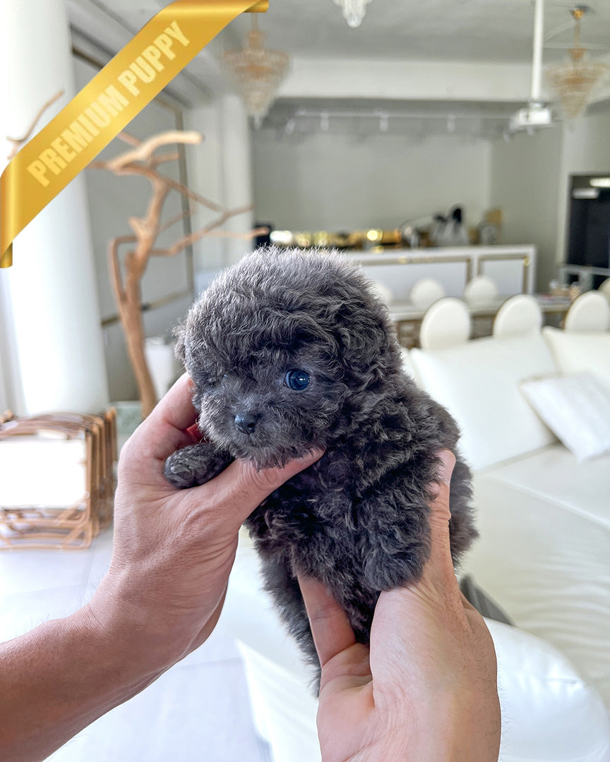 BEAU - MALE (PURCHASED by JOSE) - ROLLYPUPS OFFICIAL