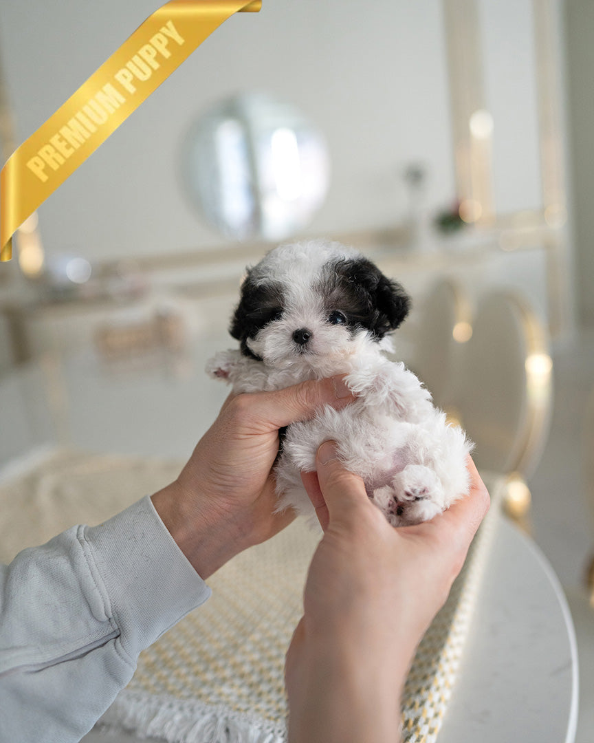 GIGI - FEMALE (PURCHASED by RIKKI) - ROLLY TEACUP PUPPIES - TEACUP PUPPY FOR SALE