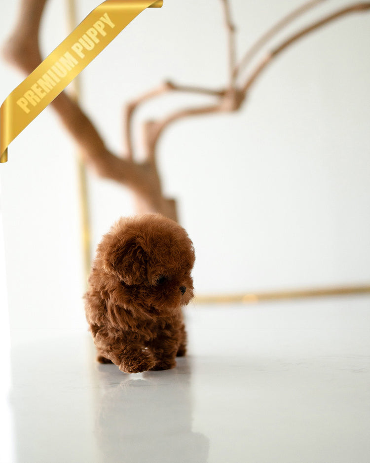 VELVET - FEMALE (PURCHASED by GUILHERME) - ROLLY TEACUP PUPPIES - TEACUP PUPPY FOR SALE