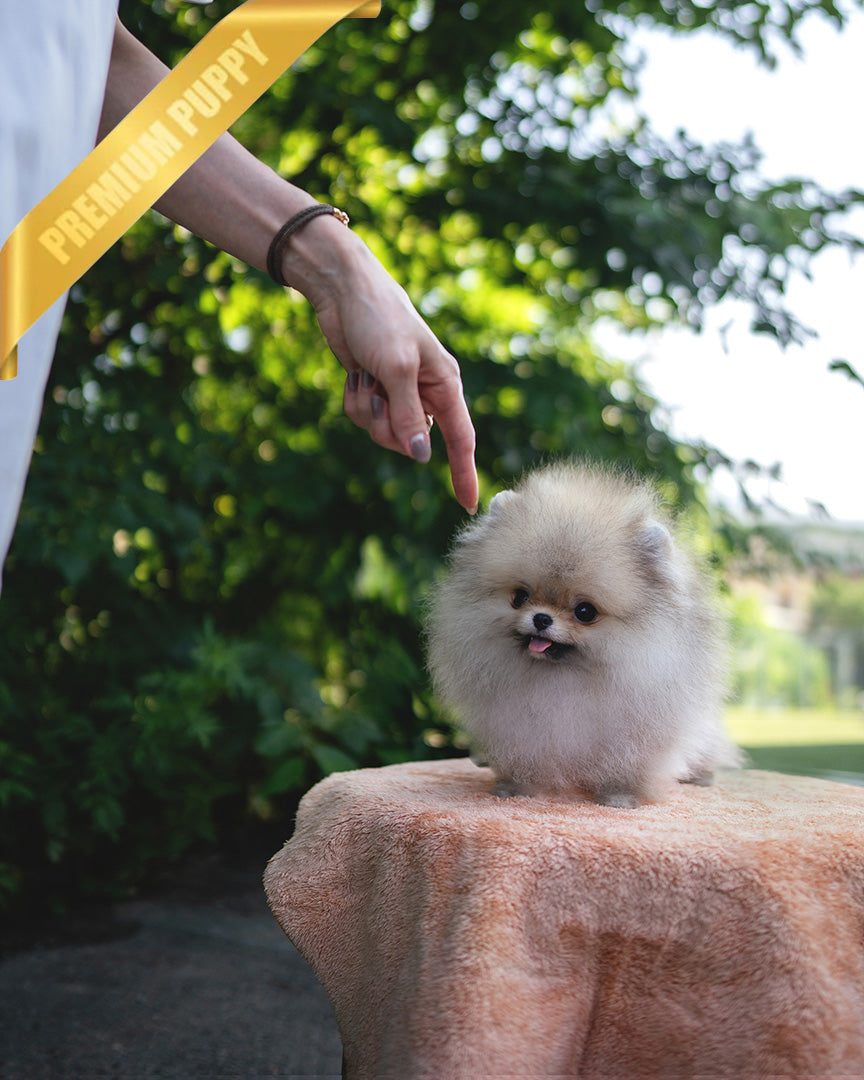 SANDY - MALE (PURCHASED by JOSELYN) - ROLLY TEACUP PUPPIES - TEACUP PUPPY FOR SALE