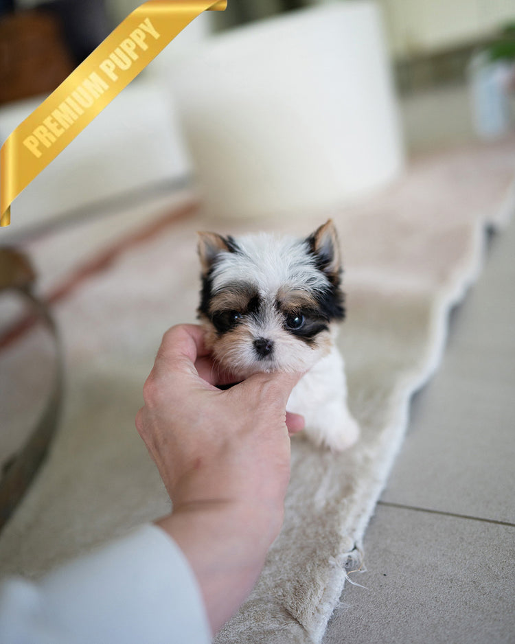 TEDDY - MALE (PURCHASED by SANTIAGO) - ROLLY TEACUP PUPPIES - TEACUP PUPPY FOR SALE