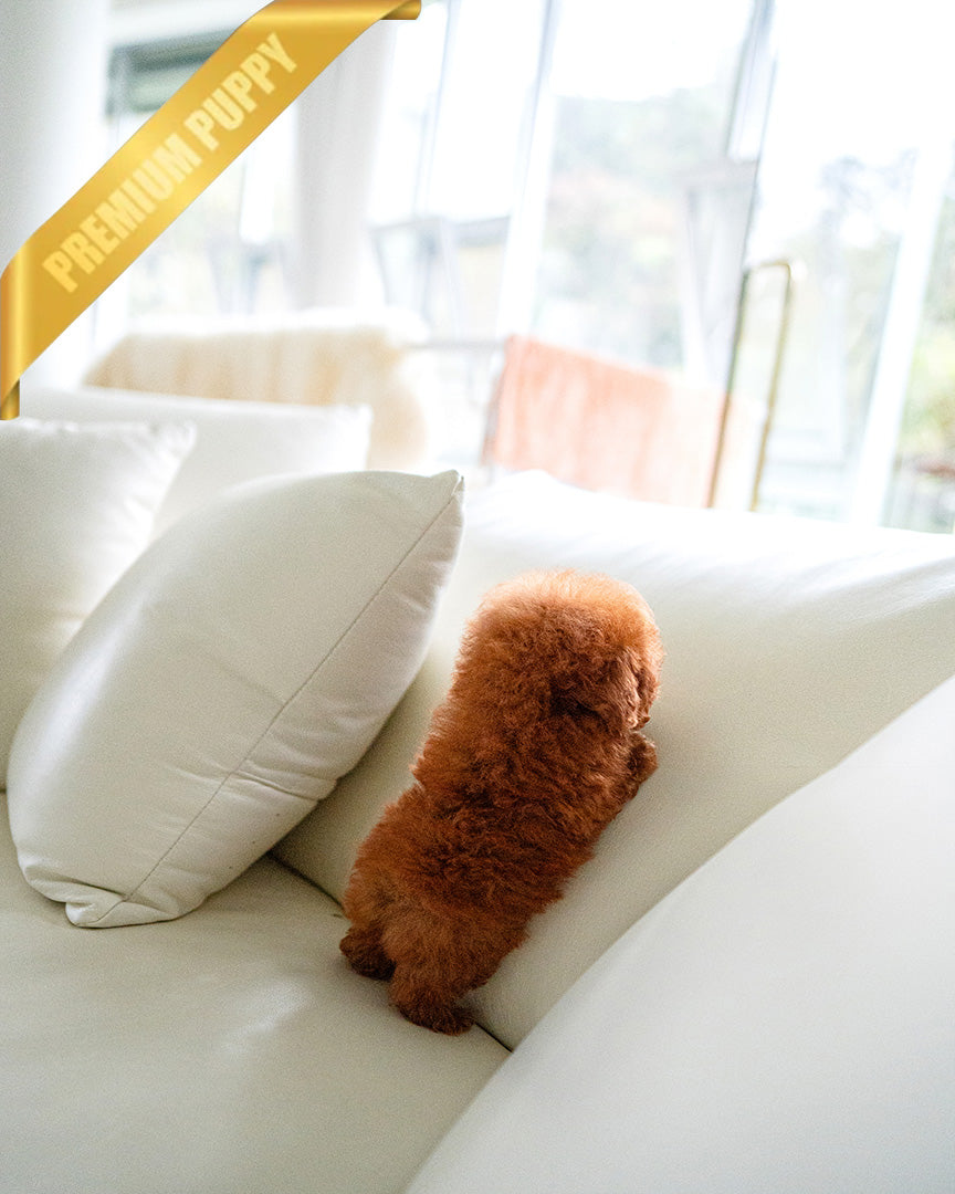 LUNA - FEMALE - ROLLY TEACUP PUPPIES - TEACUP PUPPY FOR SALE