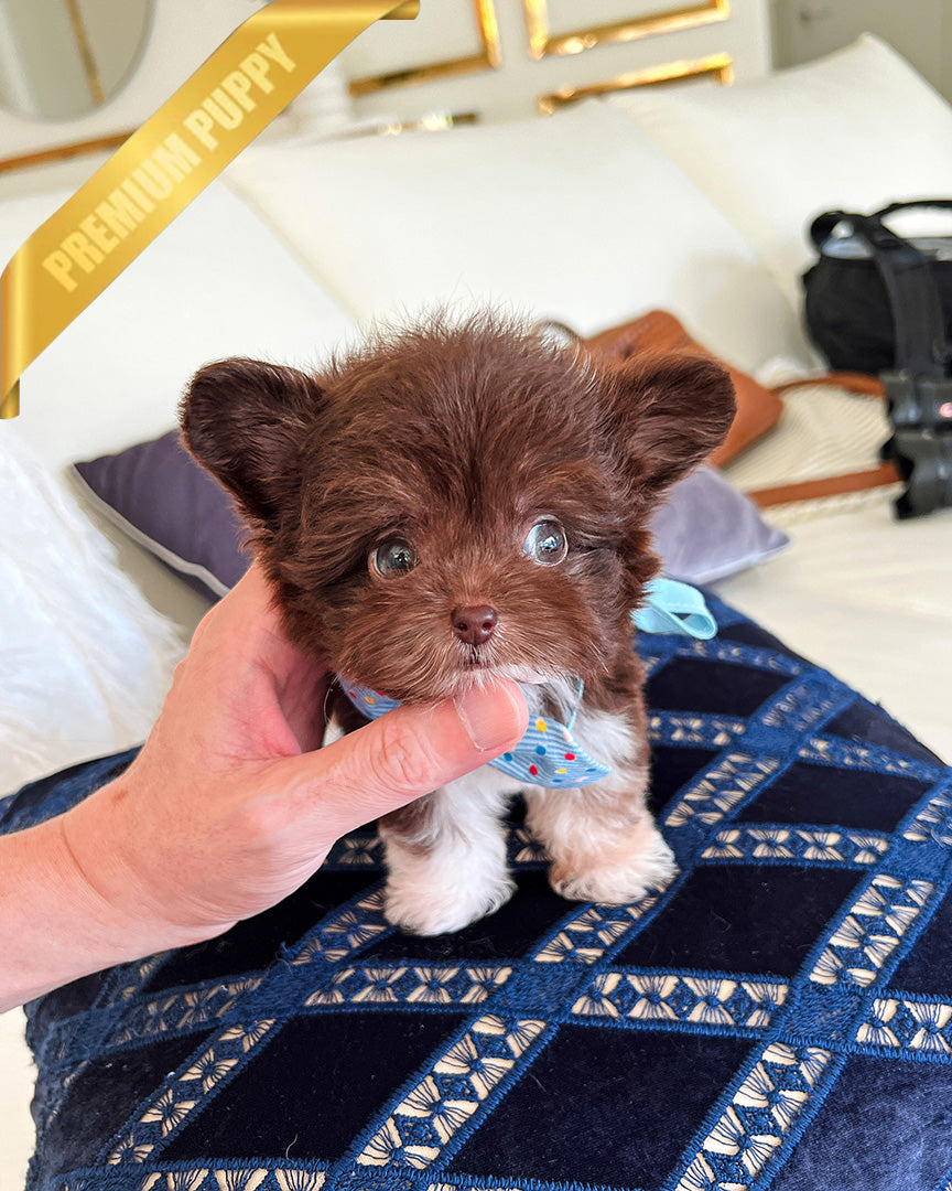 HERSHEY - MALE - ROLLY TEACUP PUPPIES - TEACUP PUPPY FOR SALE