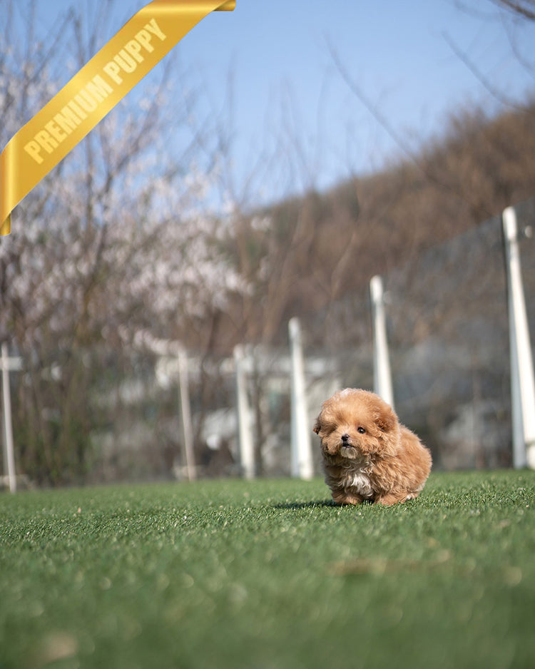 ROSE - FEMALE - ROLLY TEACUP PUPPIES - TEACUP PUPPY FOR SALE