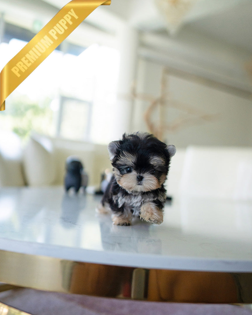 ROVER - MALE (PURCHASED by ITZIA) - ROLLYPUPS OFFICIAL