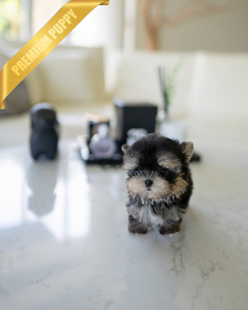 CELINE - FEMALE (PURCHASED by JESSICA) - ROLLYPUPS OFFICIAL
