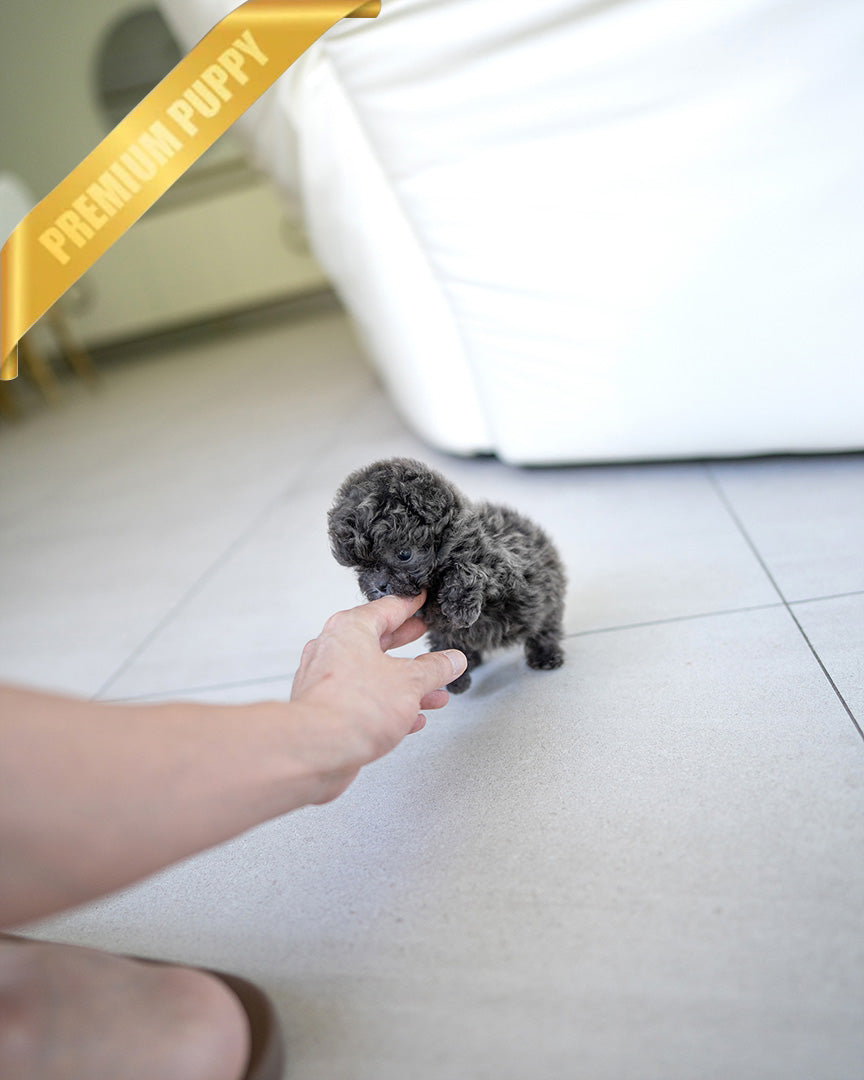 AZURE - FEMALE (PURCHASED by SARAH) - ROLLY TEACUP PUPPIES - TEACUP PUPPY FOR SALE