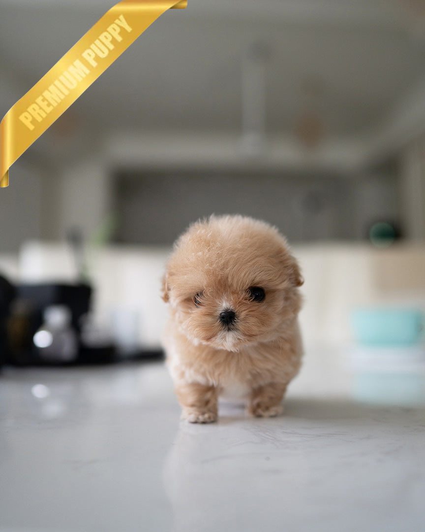 OLIVIA - FEMALE (PURCHASED by ANONYMOUS) - ROLLY TEACUP PUPPIES - TEACUP PUPPY FOR SALE