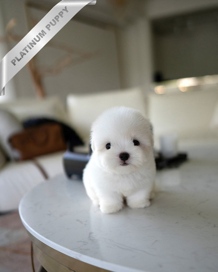 BIANCA- FEMALE - ROLLY TEACUP PUPPIES - TEACUP PUPPY FOR SALE