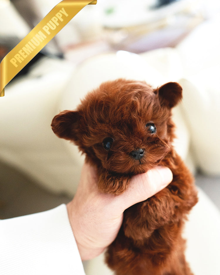 CAMILLE - FEMALE (PURCHASED by  SUSANA) - ROLLY TEACUP PUPPIES - TEACUP PUPPY FOR SALE