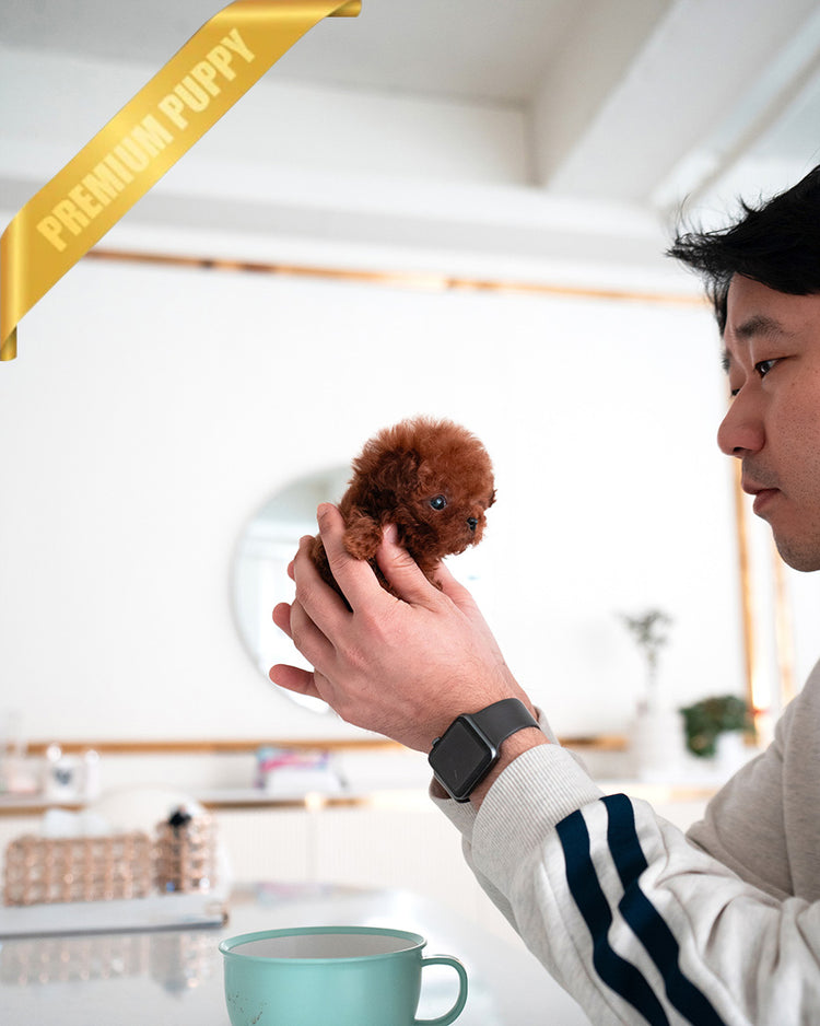 MILO - MALE (PURCHASED by PATRICE) - ROLLY TEACUP PUPPIES - TEACUP PUPPY FOR SALE