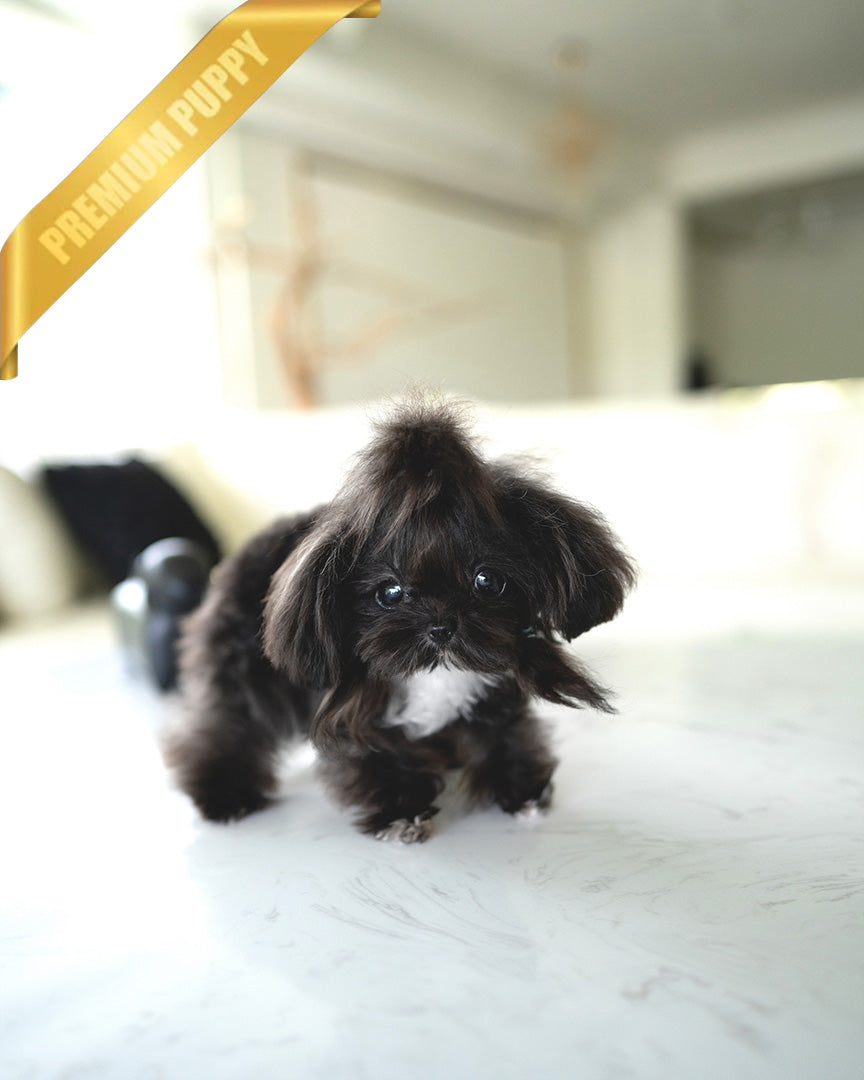 PIPPA - FEMALE (PURCHASED by JANE) - ROLLY TEACUP PUPPIES - TEACUP PUPPY FOR SALE