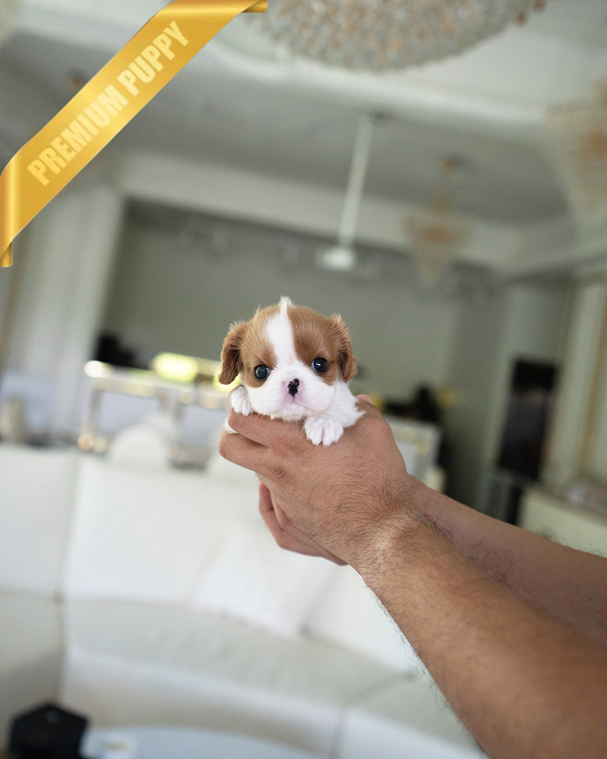 CHARLOTTE - FEMALE - ROLLY TEACUP PUPPIES - TEACUP PUPPY FOR SALE