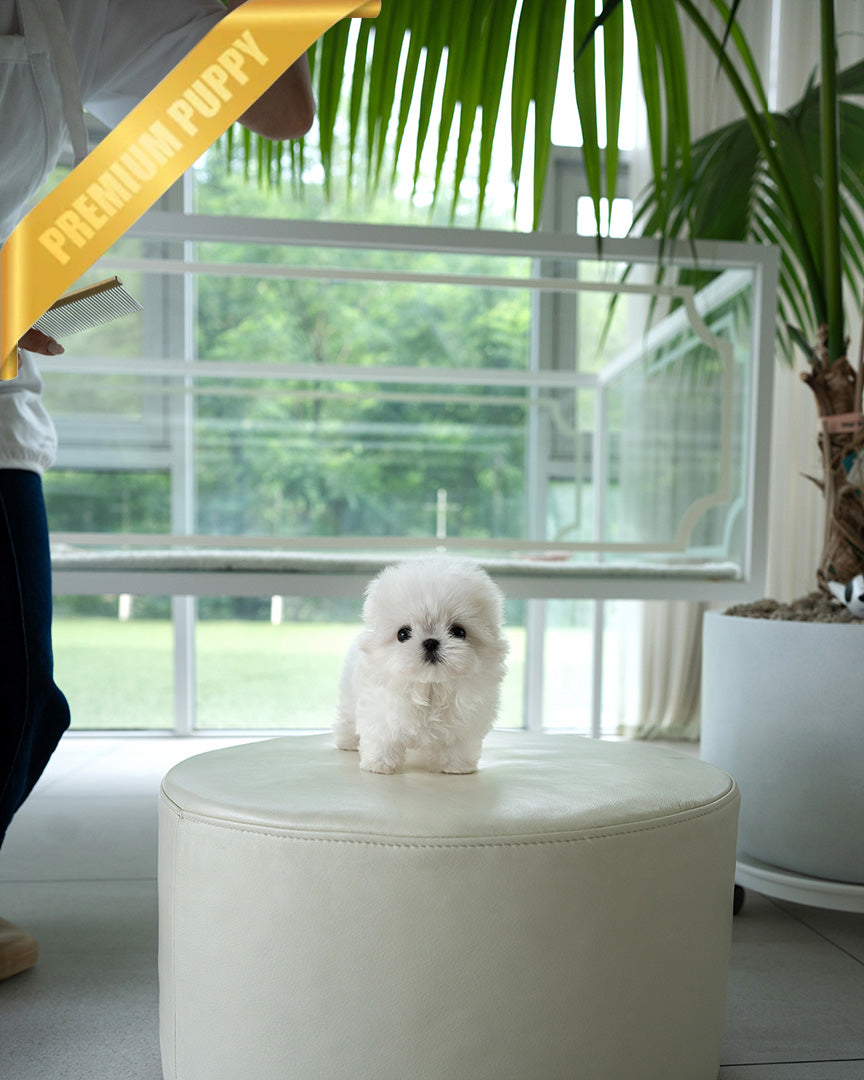 BENTLEY - MALE (PURCHASED by ELIZA) - ROLLY TEACUP PUPPIES - TEACUP PUPPY FOR SALE