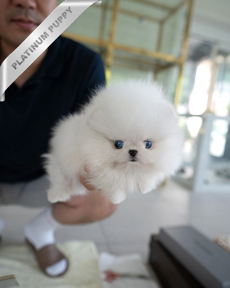KYLE - MALE - ROLLY TEACUP PUPPIES - TEACUP PUPPY FOR SALE