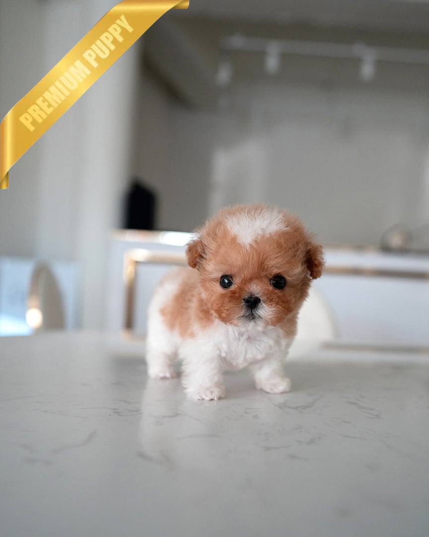 BAGEL - MALE (PURCHASED by MARIO) - ROLLY TEACUP PUPPIES -
