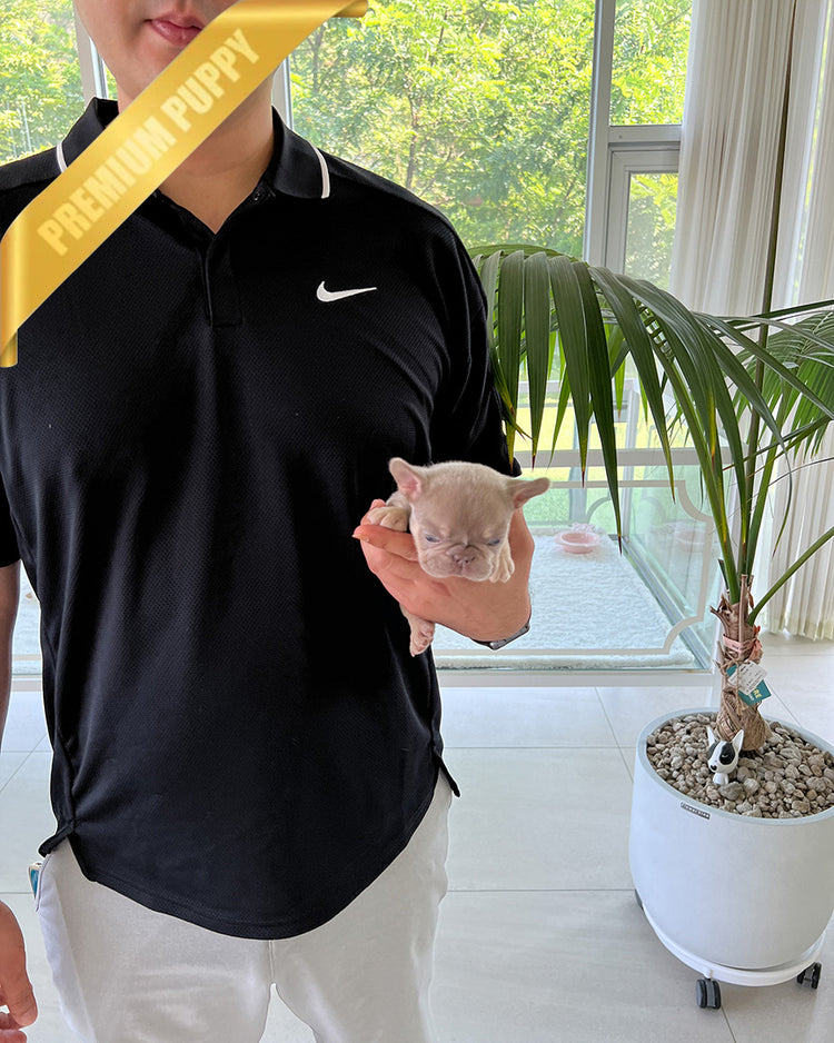 MAUVE - FEMALE (PURCHASED by ALEXIE) - ROLLY TEACUP PUPPIES - TEACUP PUPPY FOR SALE