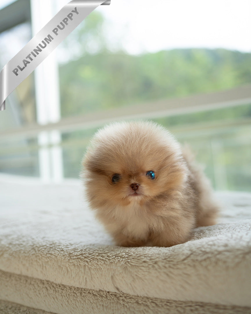 NUTELLA - MALE (PURCHADED by HANAN) - ROLLY TEACUP PUPPIES - TEACUP PUPPY FOR SALE