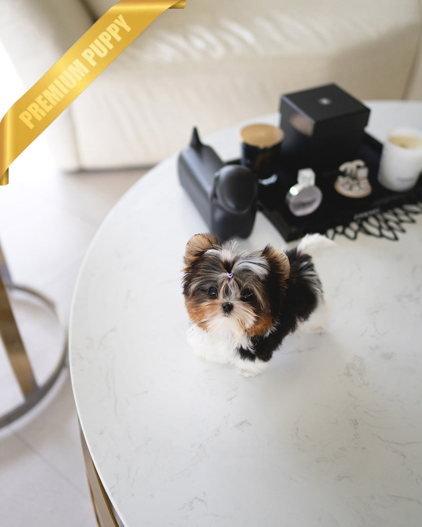 NICO - MALE - ROLLY TEACUP PUPPIES - TEACUP PUPPY FOR SALE