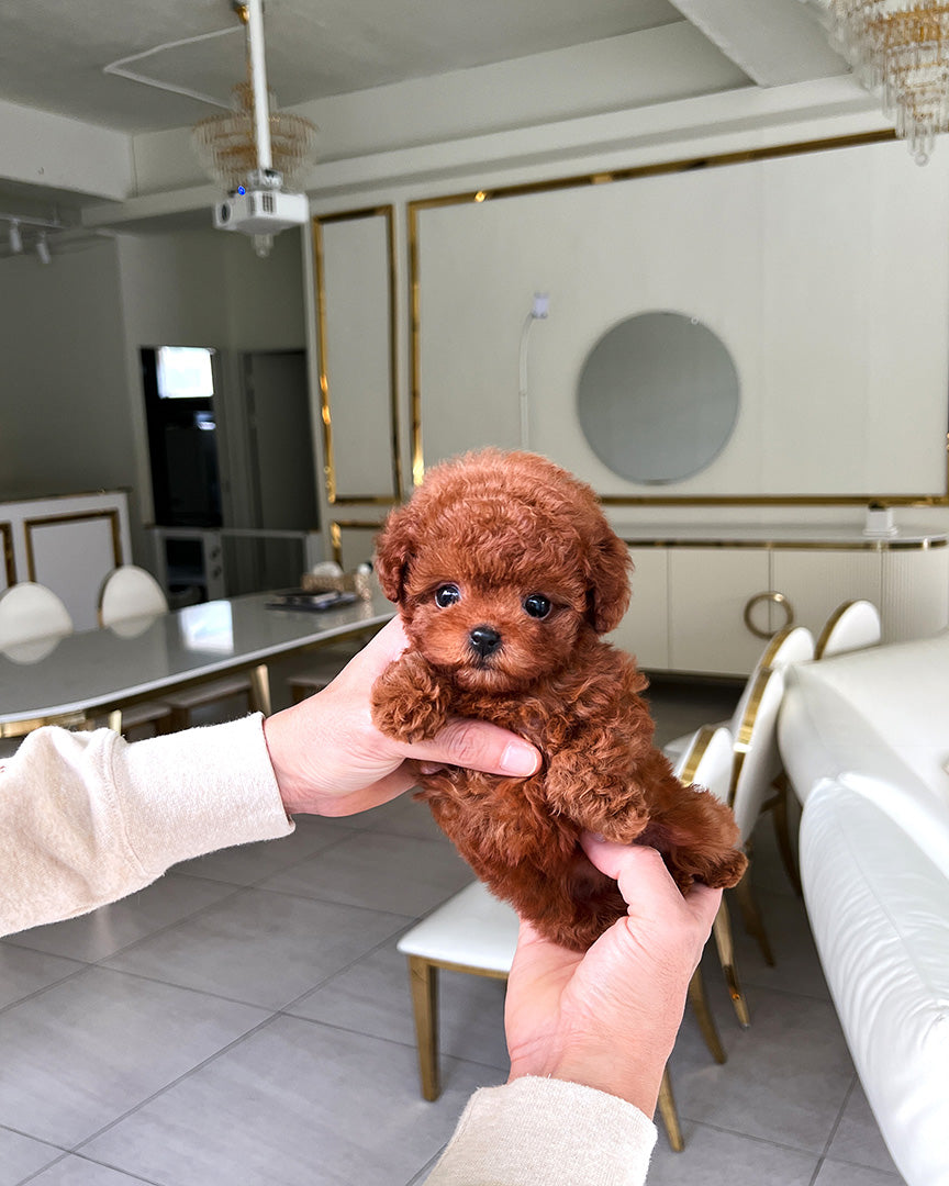 Teacup poodle clearance prezzo