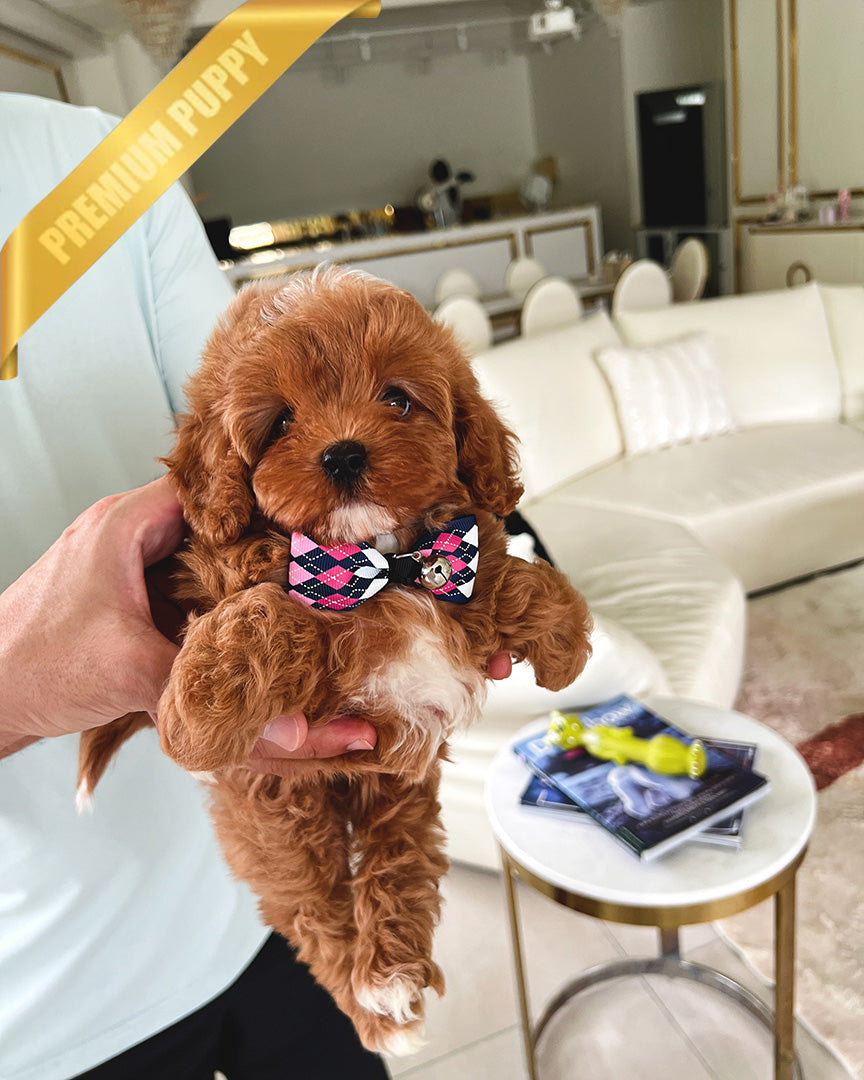 ROSIE - FEMALE - ROLLY TEACUP PUPPIES - TEACUP PUPPY FOR SALE