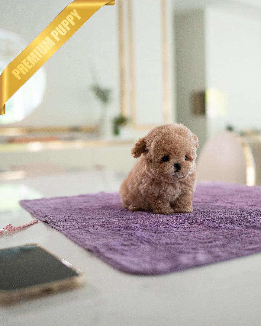 LALA - FEMALE (PURCHASED by LEE) - ROLLY TEACUP PUPPIES - TEACUP PUPPY FOR SALE