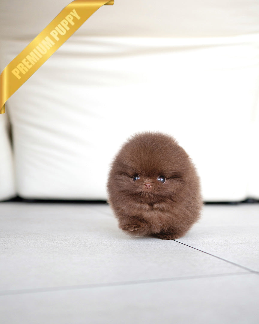NUTELLA - FEMALE (RESERVED by ANDREA) - ROLLY TEACUP PUPPIES - TEACUP PUPPY FOR SALE