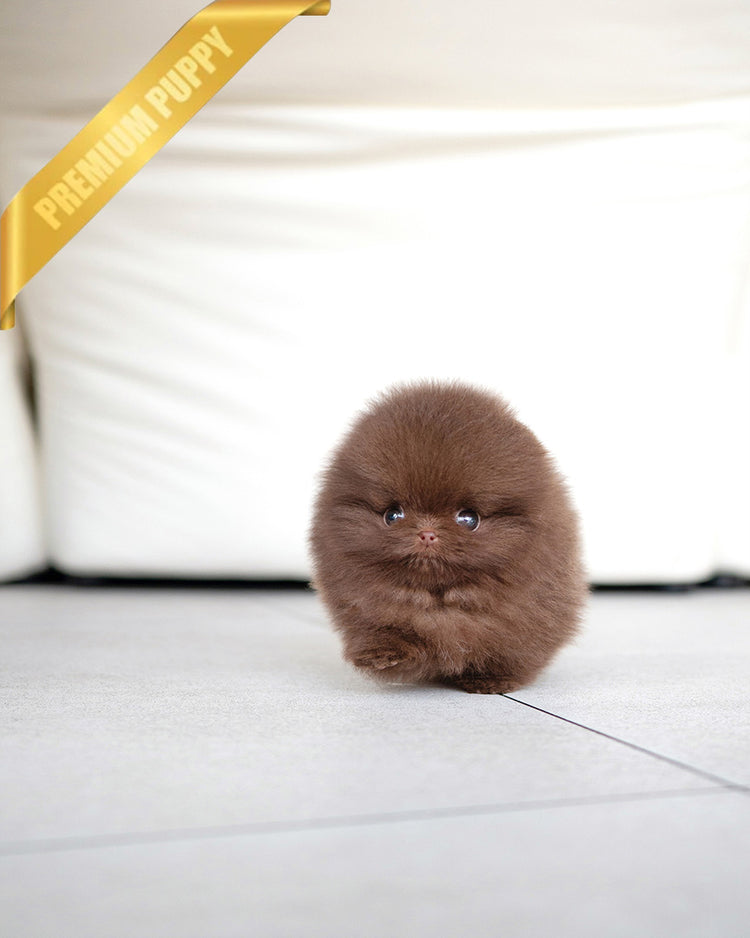 NUTELLA - FEMALE (RESERVED by ANDREA) - ROLLY TEACUP PUPPIES - TEACUP PUPPY FOR SALE