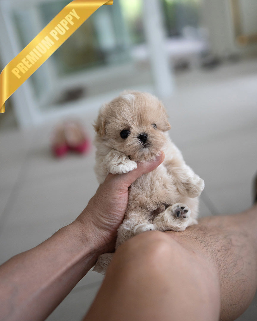 EWAN - MALE (PURCHASED by ABDULLAH) - ROLLY TEACUP PUPPIES - TEACUP PUPPY FOR SALE