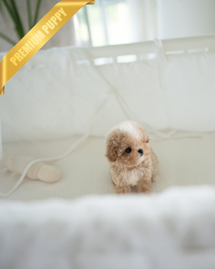 LYRA - FEMALE (PURCHASED by HANA) - ROLLYPUPS OFFICIAL