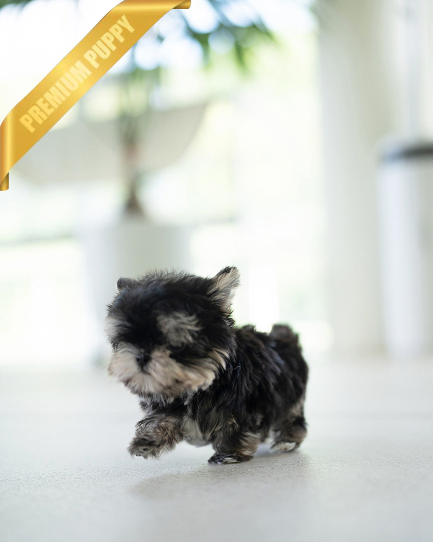 ROCKO - MALE (PURCHASED by VICKIE) - ROLLYPUPS OFFICIAL