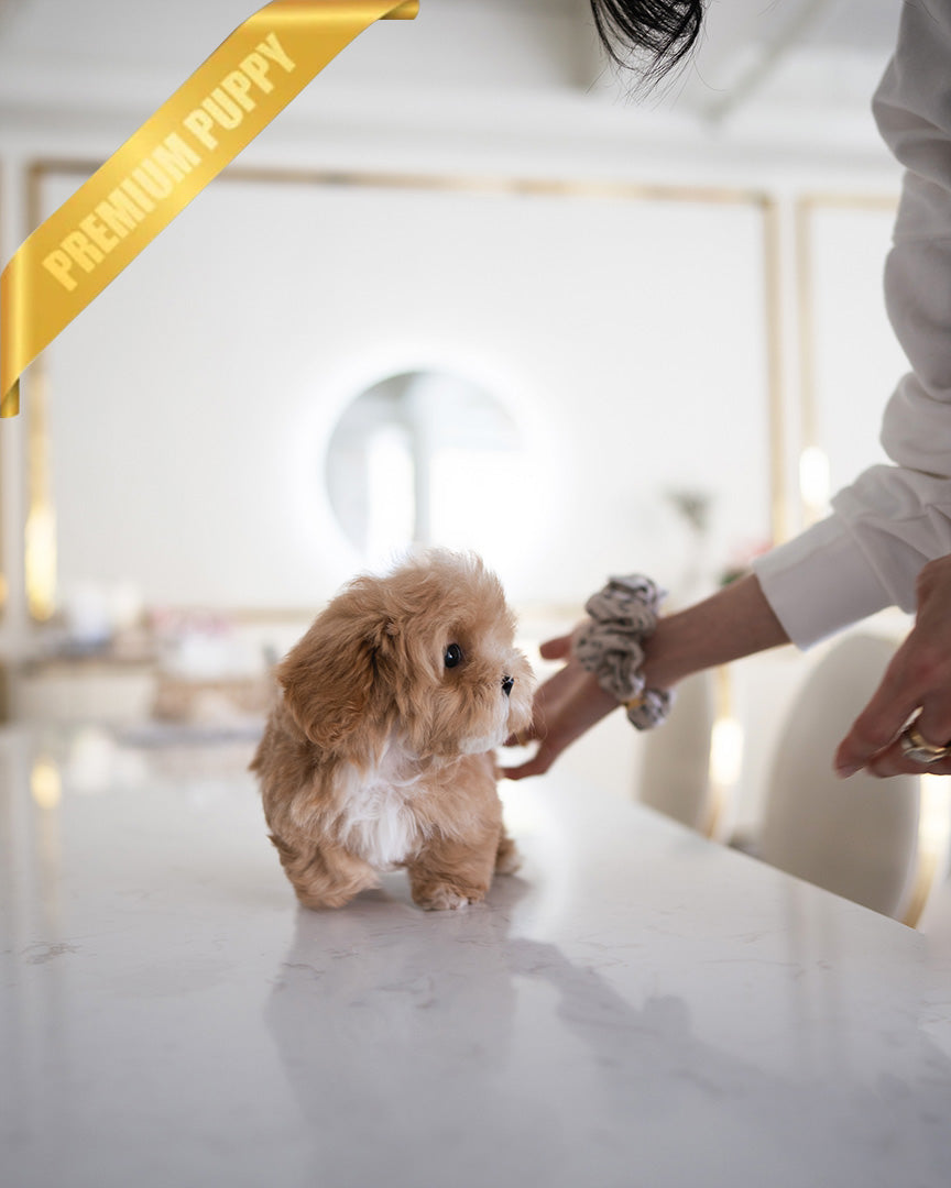 MOCHI - FEMALE - ROLLY TEACUP PUPPIES - TEACUP PUPPY FOR SALE