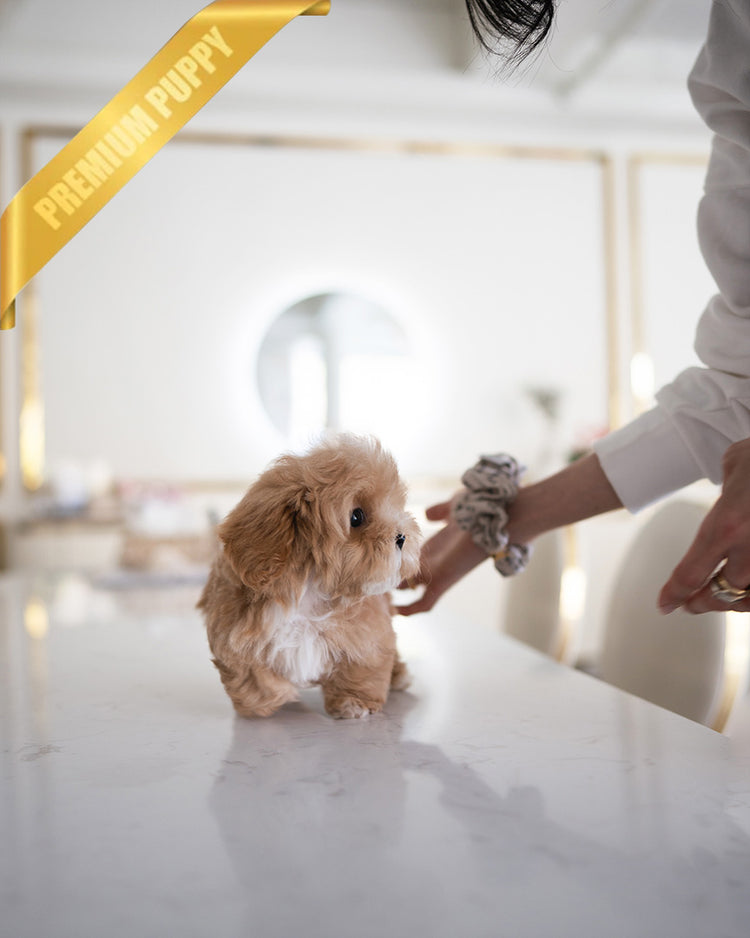 MOCHI - FEMALE - ROLLY TEACUP PUPPIES - TEACUP PUPPY FOR SALE