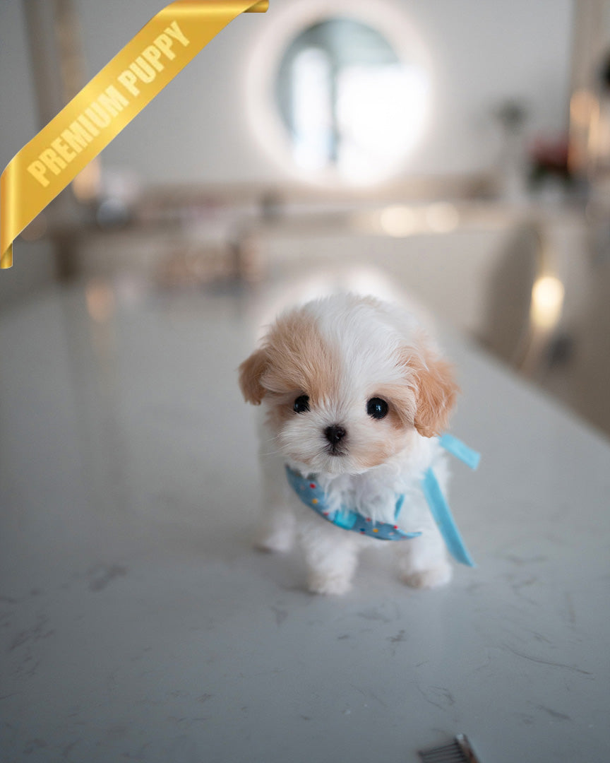 BAGEL - MALE (PURCHASED by ANDREA) - ROLLY TEACUP PUPPIES - TEACUP PUPPY FOR SALE