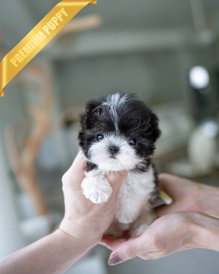 STELLA - FEMALE (PURCHASED by KIM) - ROLLY TEACUP PUPPIES - TEACUP PUPPY FOR SALE