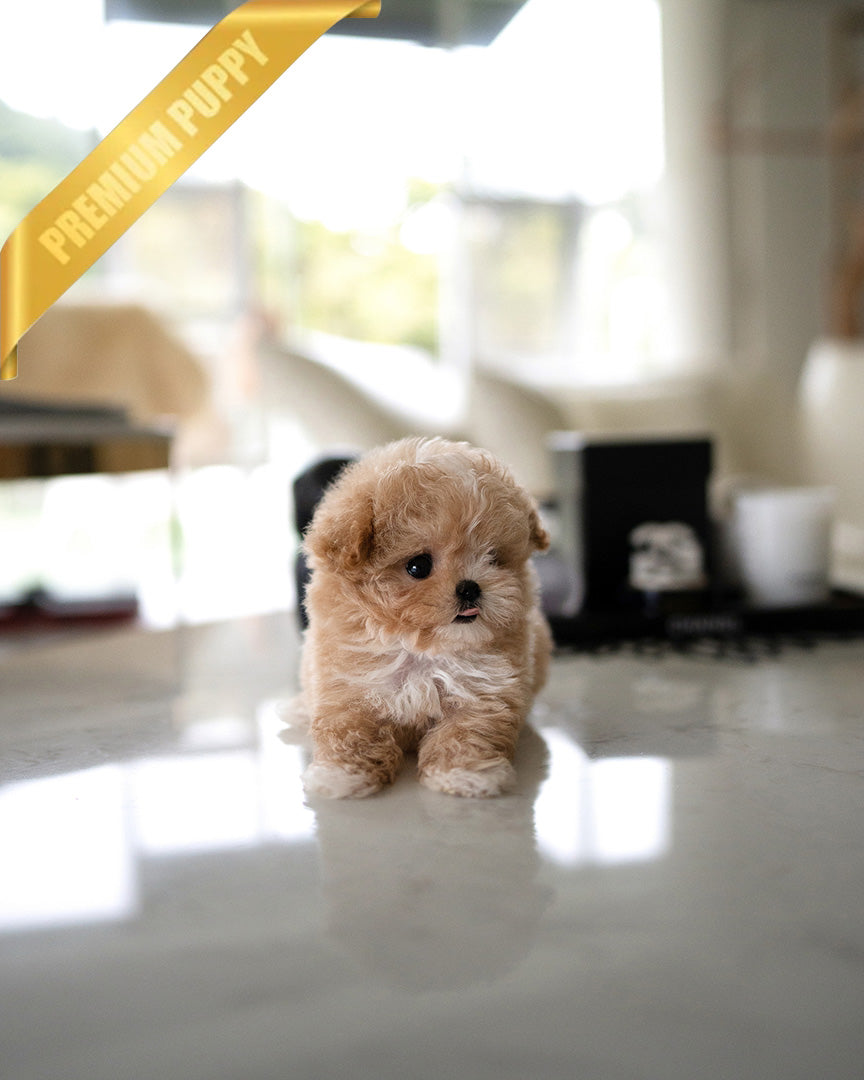 EWAN - MALE (PURCHASED by RT)