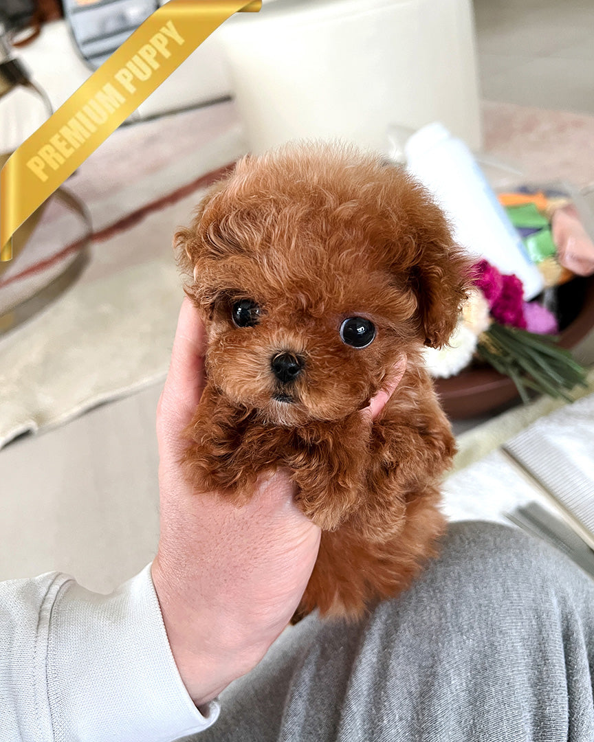 TIPPY - FEMALE (PURCHASED by SANDRA) - ROLLY TEACUP PUPPIES - TEACUP PUPPY FOR SALE