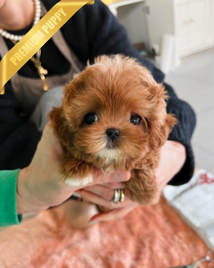 JESSICA - FEMALE (PURCHASED by SHIN) - ROLLY TEACUP PUPPIES - TEACUP PUPPY FOR SALE