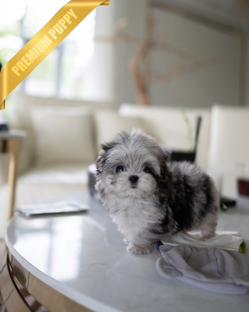 OREO - MALE (PURCHASED by DARIUS) - ROLLY TEACUP PUPPIES - TEACUP PUPPY FOR SALE