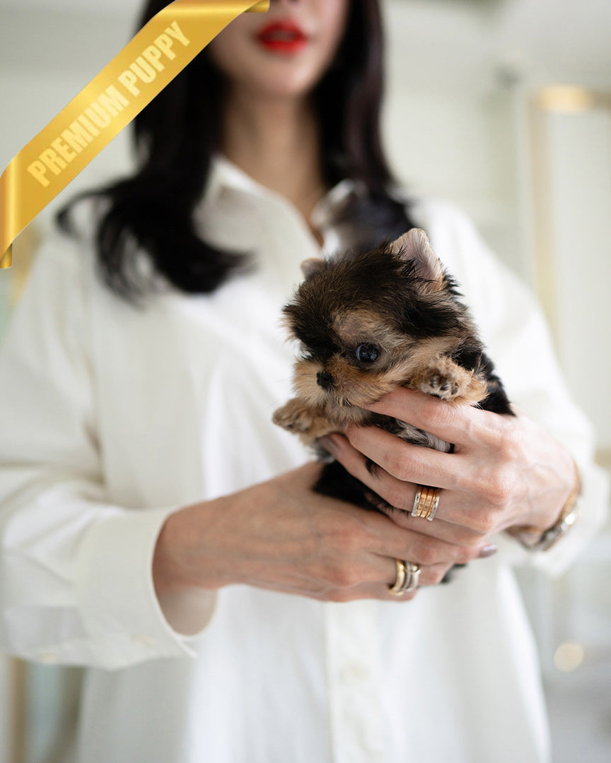 TOTO - MALE (PURCHASED by MONIKA) - ROLLY TEACUP PUPPIES - TEACUP PUPPY FOR SALE