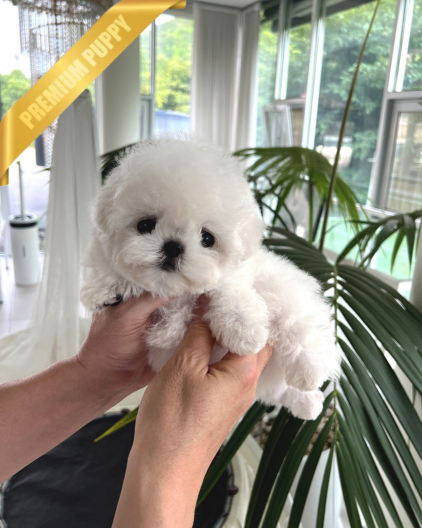DUSTIN - MALE (PURCHASED by ROBERTO) - ROLLY TEACUP PUPPIES - TEACUP PUPPY FOR SALE