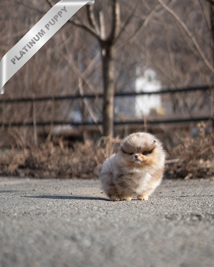 DIANA - FEMALE (PURCHASED by FERNANDO) - ROLLY TEACUP PUPPIES - TEACUP PUPPY FOR SALE