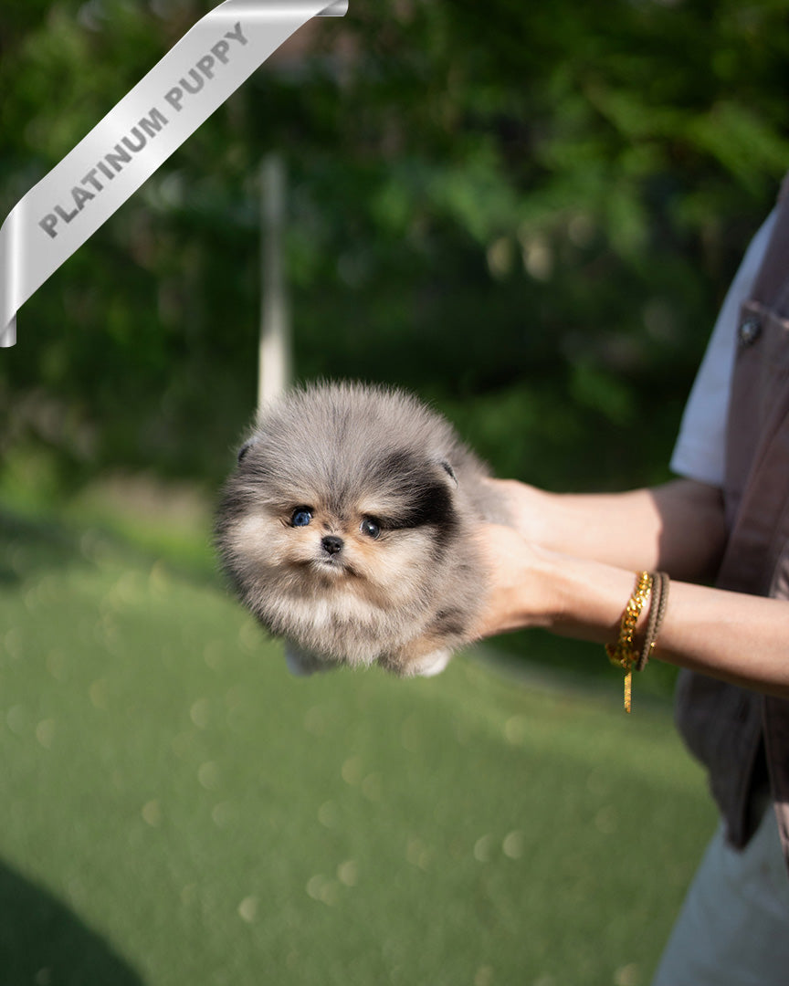 DIANA - FEMALE  (PURCHASED by TH) - ROLLY TEACUP PUPPIES - TEACUP PUPPY FOR SALE